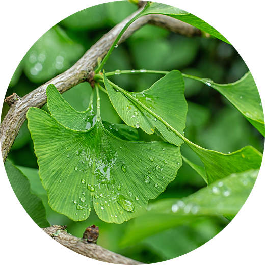 Ginkgo