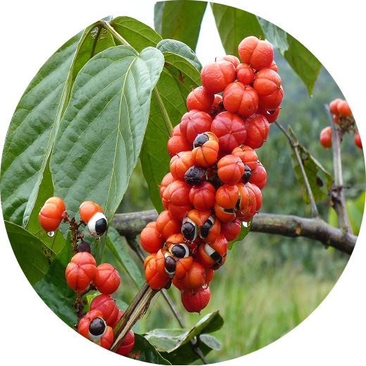 Guarana